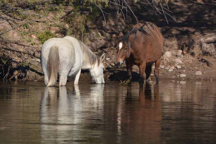 horses